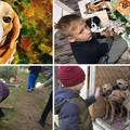 Talentirani dječak mijenja svoje slike da pomogne psima u azilu