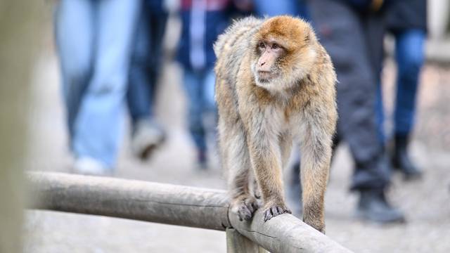 Barbary macaques romp through the forest