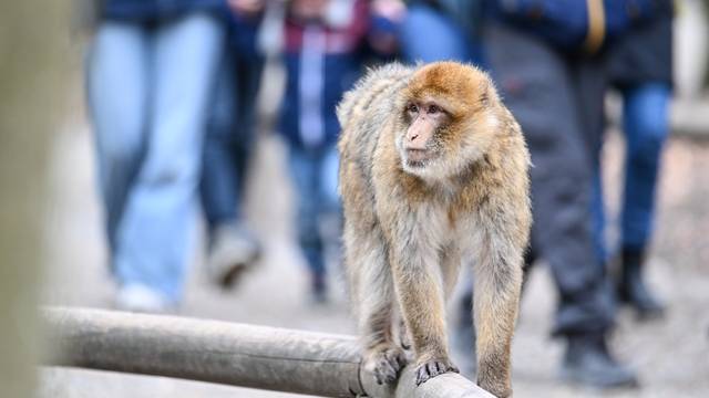 Barbary macaques romp through the forest