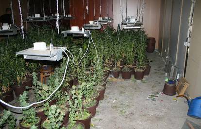 Policija otkrila laboratorij "trave" u šupi u Popovcu