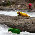 Aljaska: Opasne medvjede obojat će u žarke boje