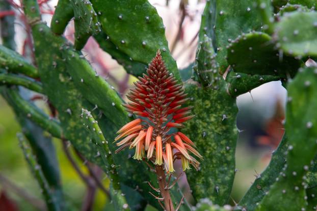 Zagreb: Brojni građani posjetili Floraart na Bundek