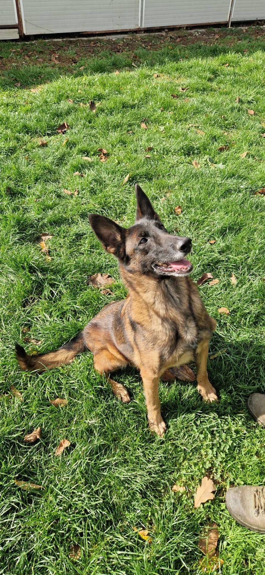 Udomite pse koji su tražili mine: 'Hrabro su spašavali ljudske živote, a sada traže novi dom'