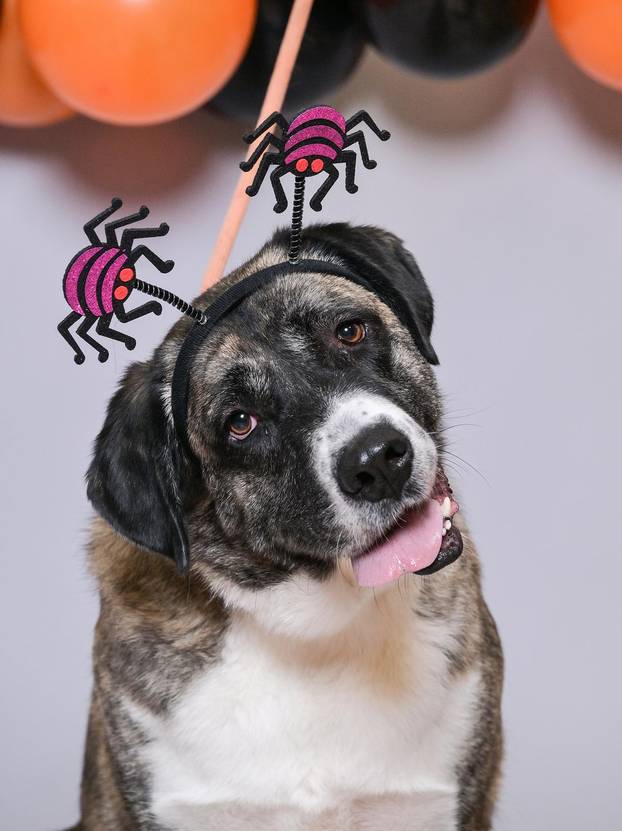 Sklonište u Dumovcu poziva na posebno jesensko udomljavanje pasa i mačaka