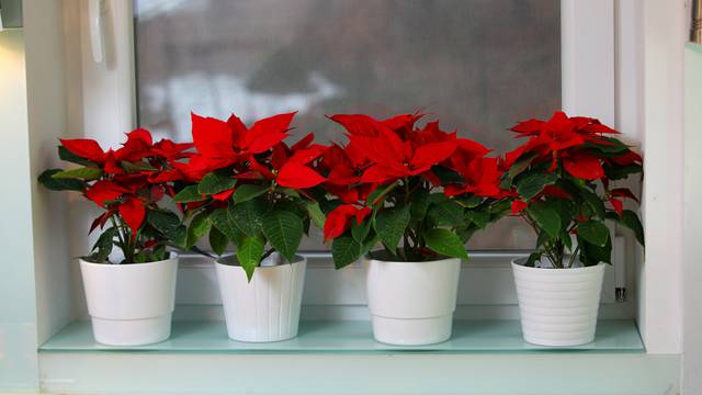 Kako se brinuti o biljkama koje su simbol blagdana: Božićnu zvijezdu ne držite na hladnom