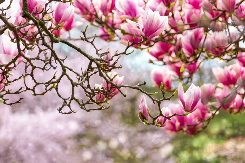 Trikovi uz koje će magnolija uspješno cvjetati sve do rujna