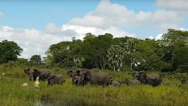 Kakva borba: Slonovi spasili surlu i obranili se od krokodila