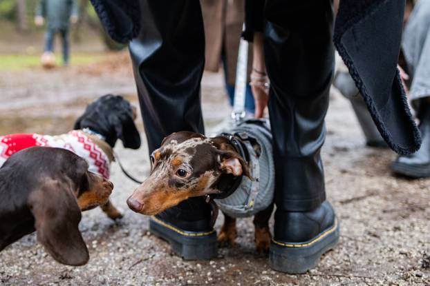 Zagreb: Adventska špica jazavčara 
