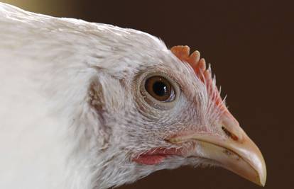 Stvorena GMO kokoš koja ne može prenijeti ptičju gripu 