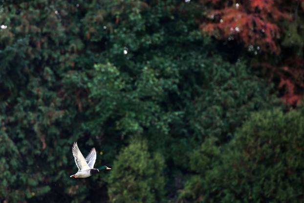 Obilazak Aboretuma Opeka u Marčanu, najvećeg arboretuma u Hrvatskoj