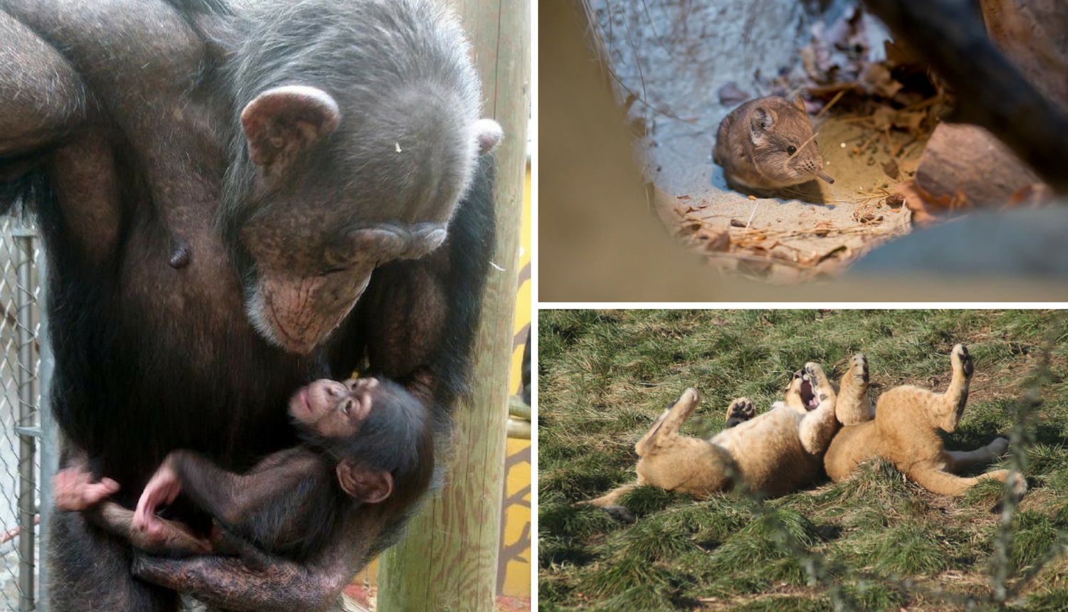 U ZOO-u  u Zagrebu na svijet došlo više od 600 životinja...