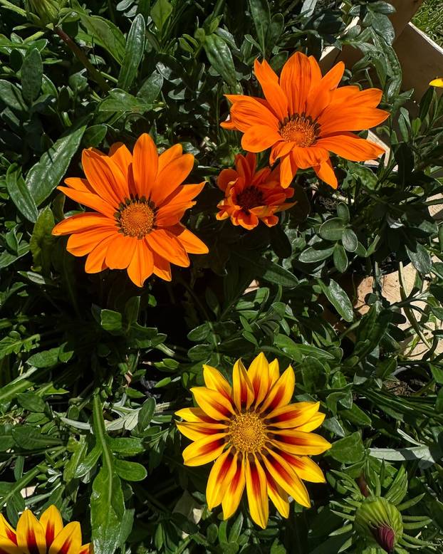 FOTO Najljepše balkonsko cvijeće koje je lako održavati