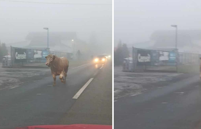 VIDEO Bik trči cestom u Hrastju, vozači oprez! 'Je, je, šmugnul je'