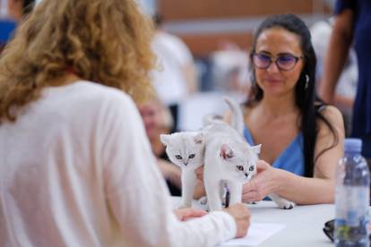 U Zagrebu je održana Međunarodna izlozba mačaka 