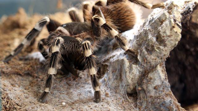 Fascinantne fobije: Veliki medo ne izaziva toliki strah kao pauk