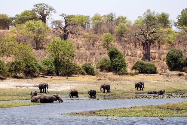 Chobe River, Botswana, Africa