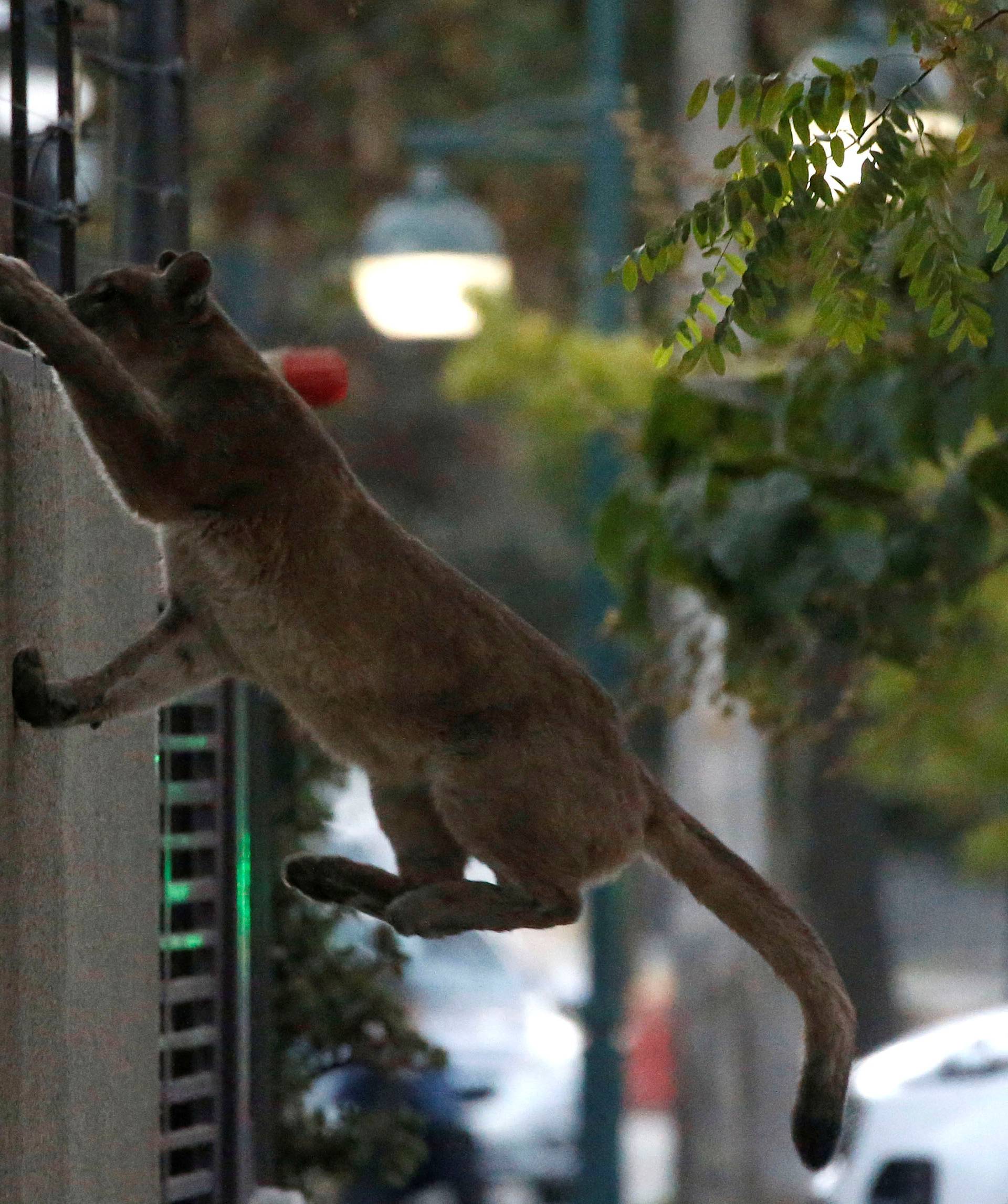 A puma climbs a wall during the dawn at a neighbourhood before being captured and taken to a zoo, in Santiago