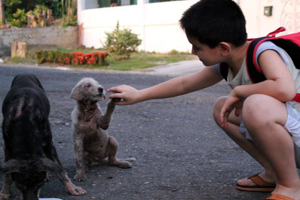 happyanimalsclub.com