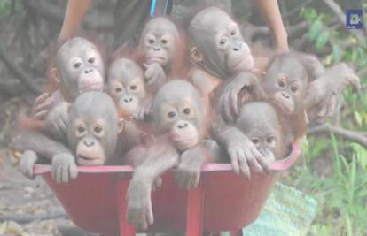 Šokirani smo tužnom pričom beba orangutana! Pogledajte