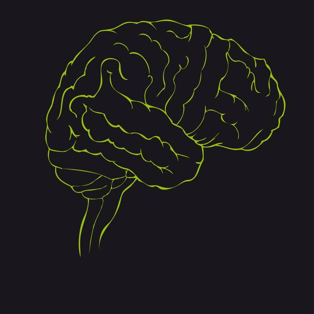 Brain in green side view