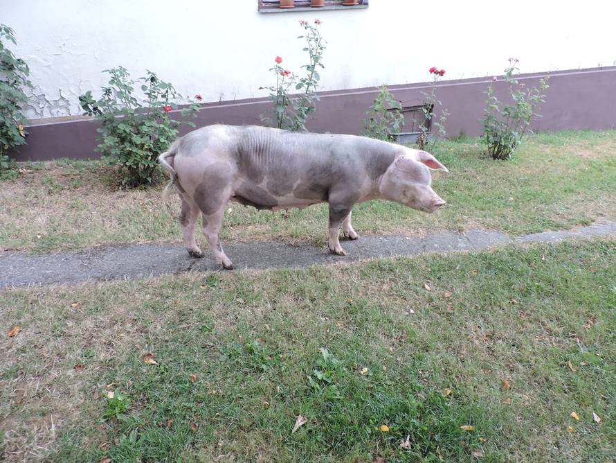 Mihael Hnatyšyn/24sata