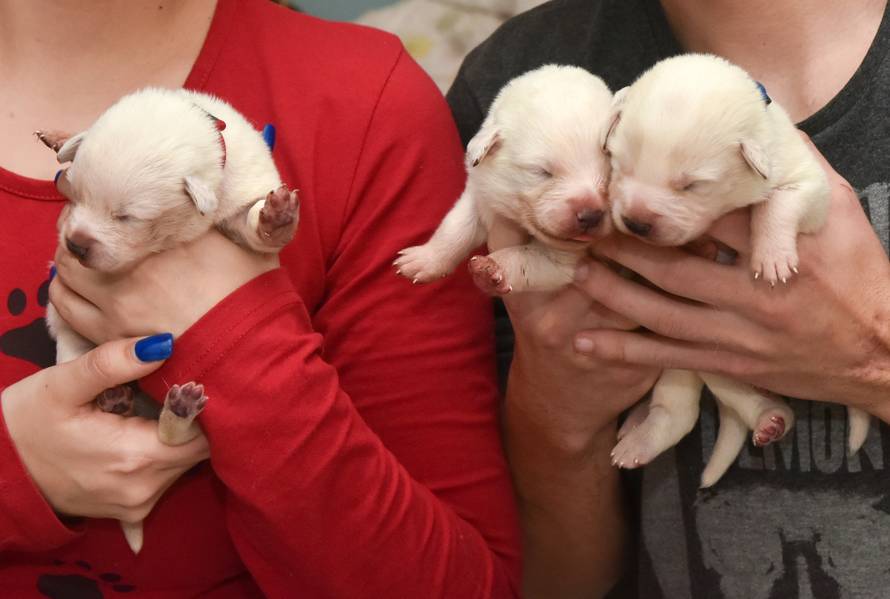 Odbacili skotnu kujicu: 'Lutala je, gladovala i smrzavala se...'