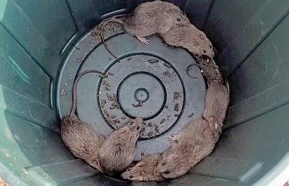 FOTO Invazija štakora na obali Australije: 'Posvuda su, hrpa ih je. Čak su pregrizli žice na autu!'