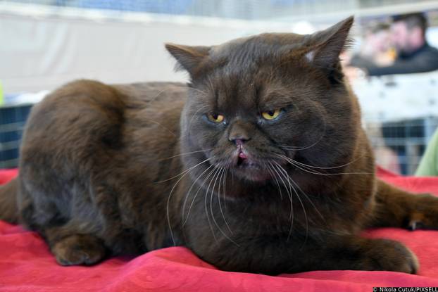 Otvorena revijalna izložba mačaka u Sisku 