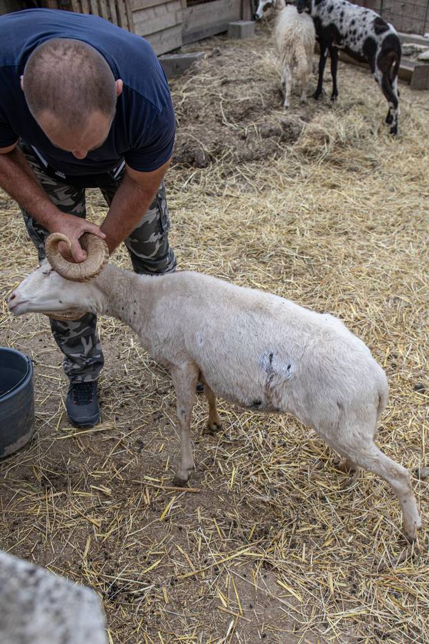 Zažablje: Zdenku Barišiću vukovi su zaklali stado ovaca