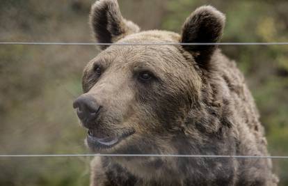 Medvjed napao šetača s psom u Sloveniji i lakše ga ozlijedio
