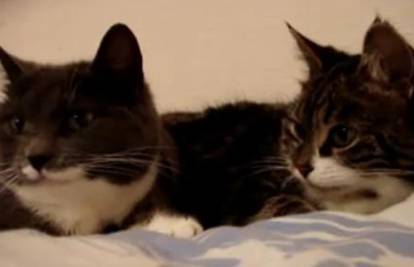 Mačke pričaju i povjeravaju jedna drugoj 'mačje' brige