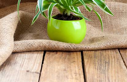 Četiri razloga zbog kojih se lišće na vašim sobnim biljkama suši