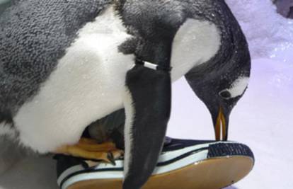 Pingvin 'preko ušiju' zaljubljen u tenisicu, brani ju od ostalih