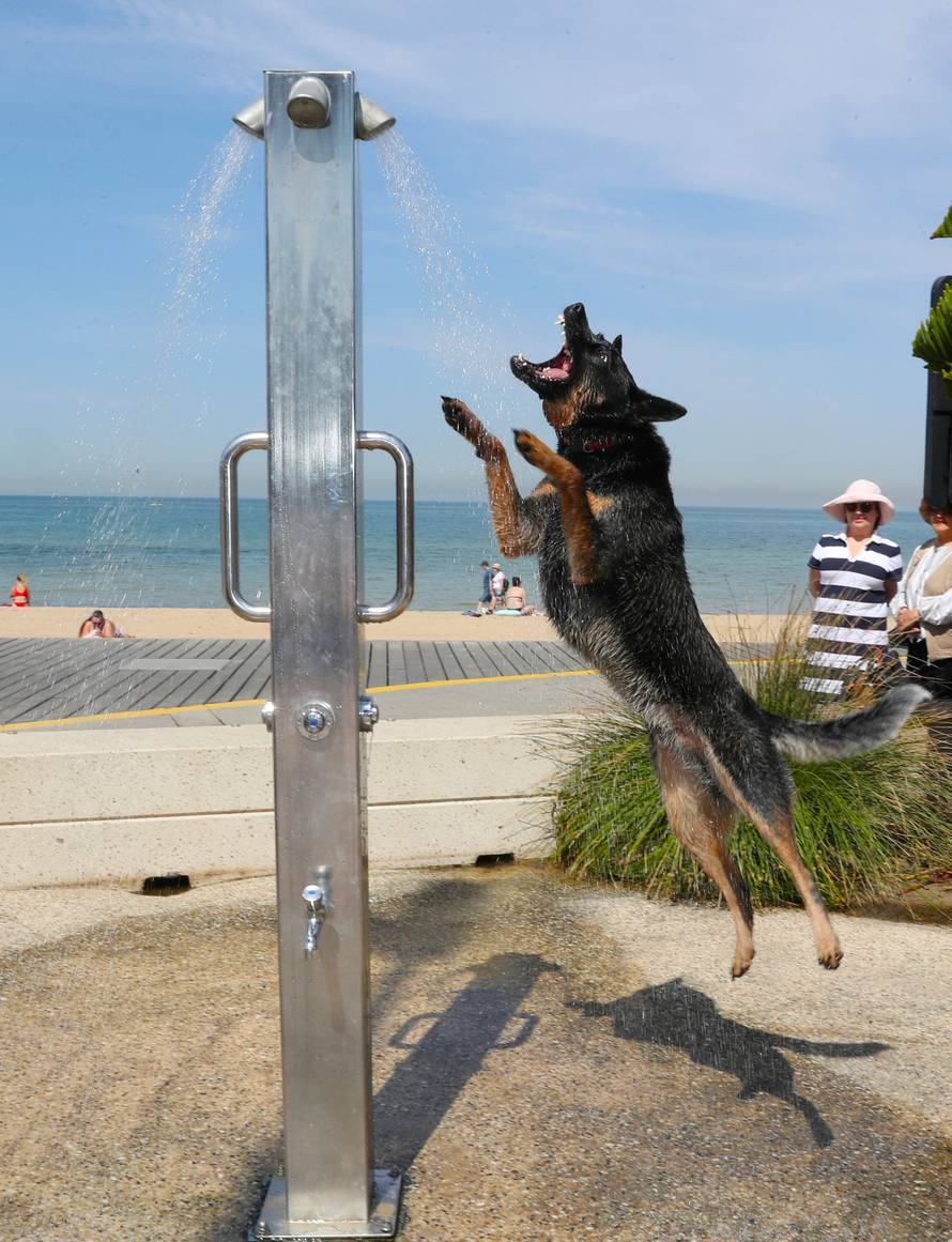 A dog cools off under a shower at St Kilda beach as a heat wave sweeps across Victoria