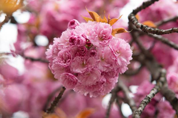 24sata Zagreb: Japanske trešnje u Ulici Bogoslava Šuleka