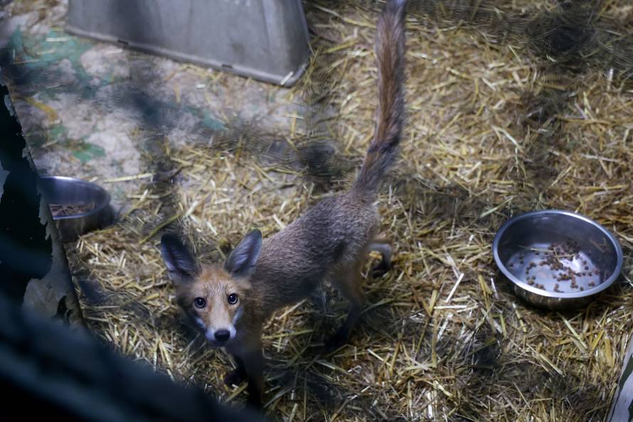 Oporavilište zagrebačkog ZOO-a skrbi za šest mladih lisica koje su zalutale u grad