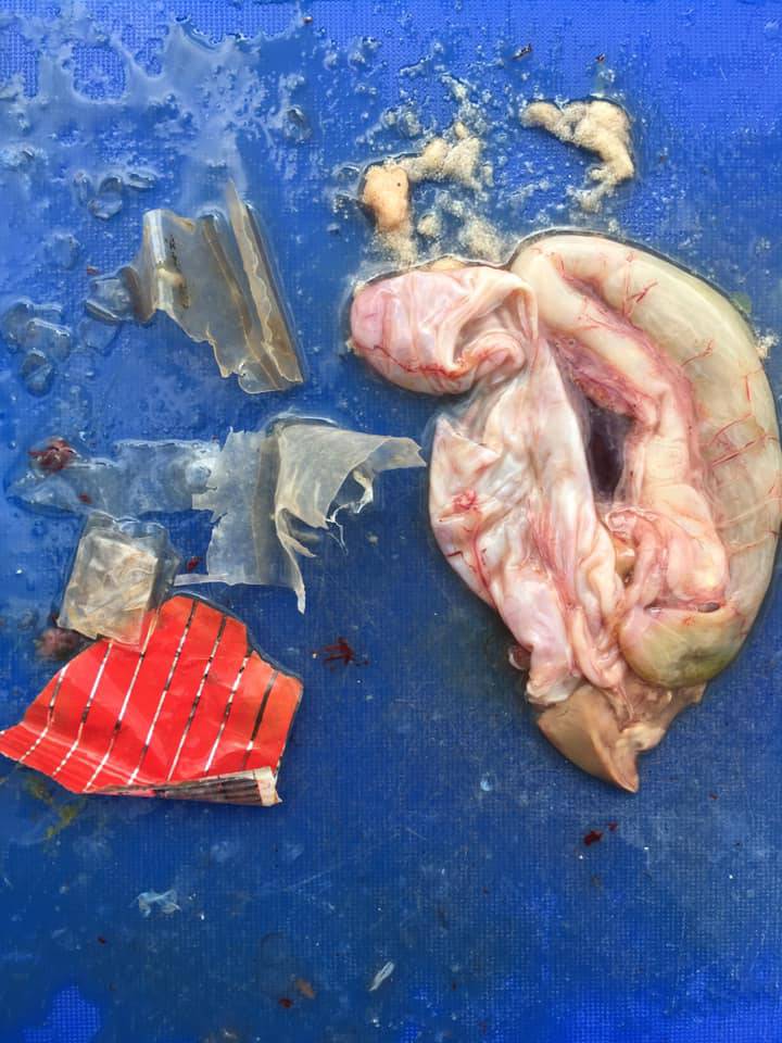 Ulovili ribu punu plastike kraj Iža, no i dalje je 'dobra za jesti'