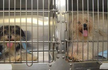 Našli 19 pasa u kavezima s čirevima po tijelu