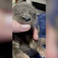 Preslatka zabuna: Mala vidra grize za prst misleći da je hrana
