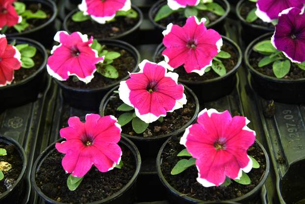 Daruvar: Sajam cvijeća, bilja i sadnica privukao mnogobrojne posjetitelje