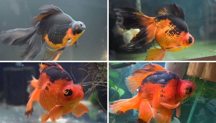 Kupila umiruću zlatnu ribicu koja ima 10 godina i izliječila je