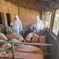 EU Hrvatskoj: 'U mjesec dana morate poklati još 50.000 svinja ili ništa od prodaje mesa'