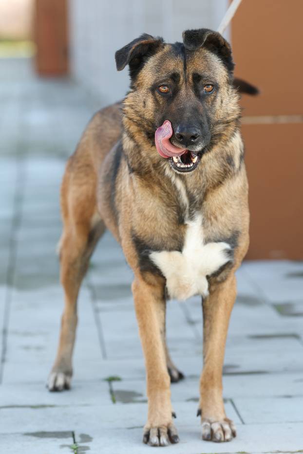 Zagreb: Psi u skloništu u Dumovcu 