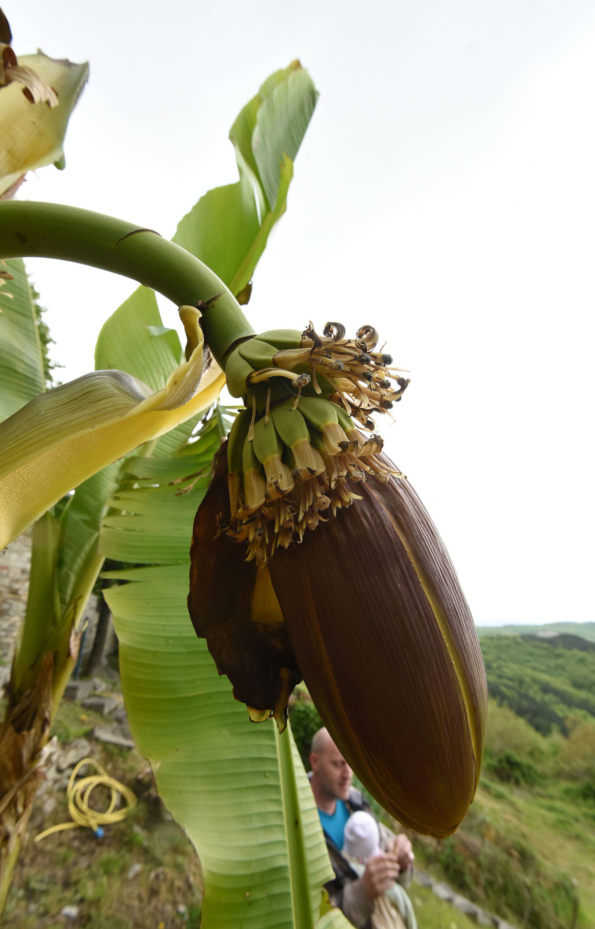 Čeka plodove: Kad se najmanje nadaš, u vrtu ti narastu banane