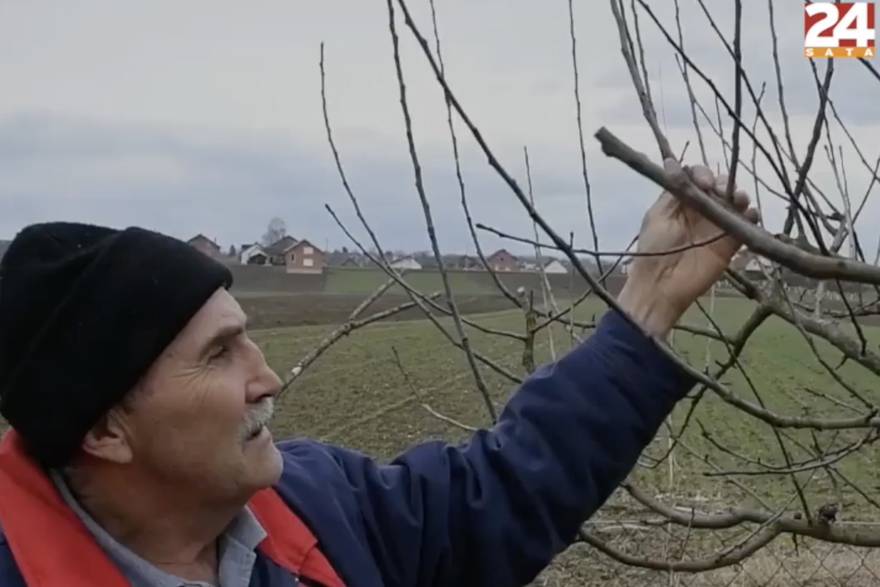 Mirko Veić: uzgajač voća