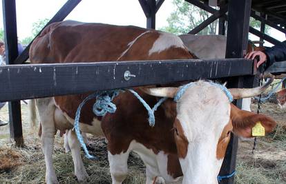 Iznenadila vlasnika: Izložbena krava otelila se usred sajma