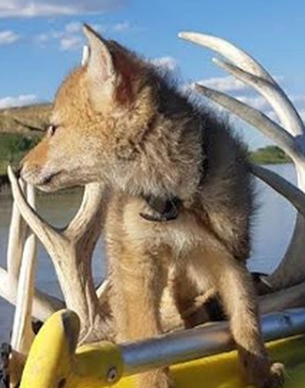 Spasio štene kojota iz vode i s njim na raftingu proveo 10 dana