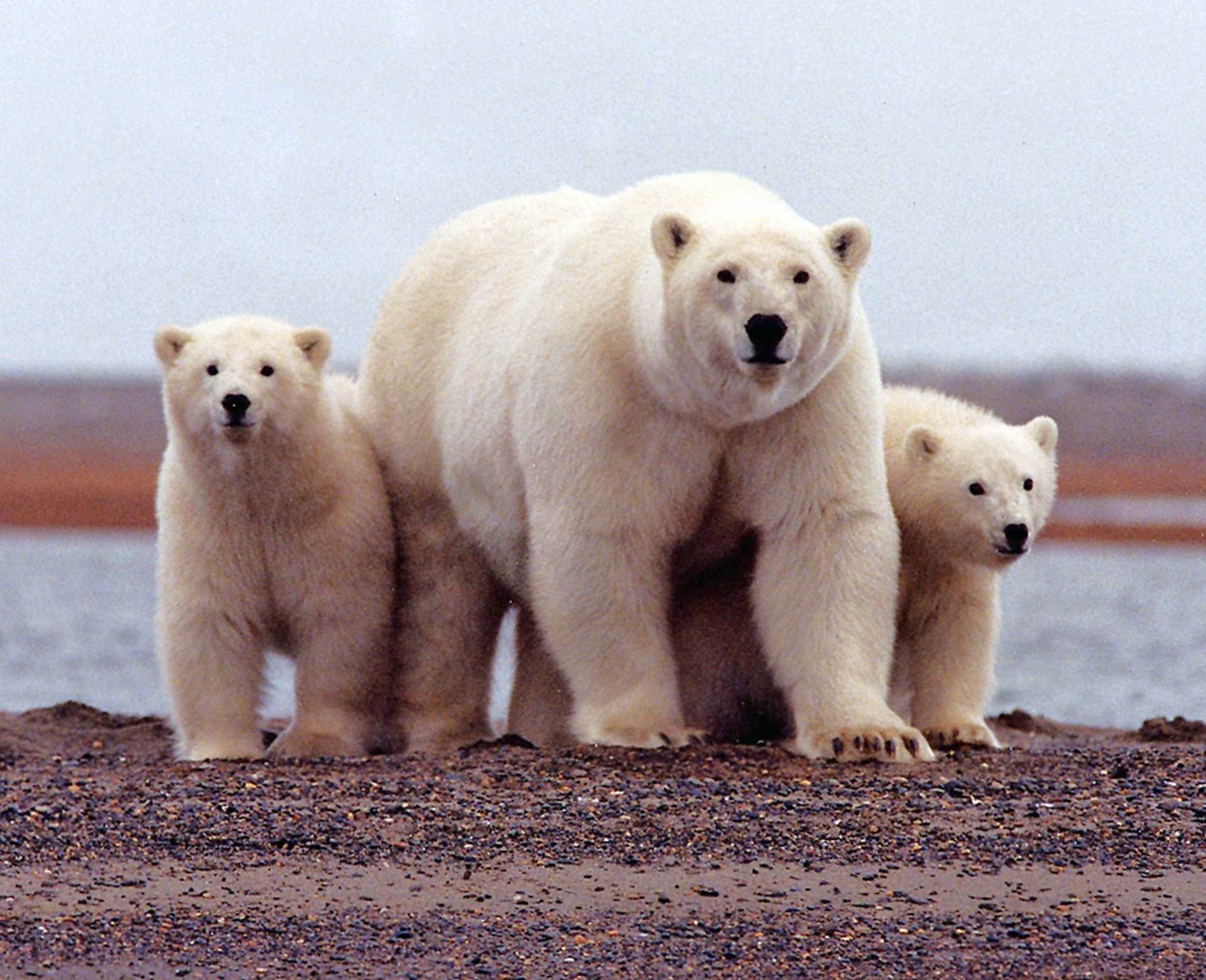 FILE PHOTO: File photo of a polar bear keeping close to her young along the Beaufort Sea coast in the Arctic National Wildlife Refuge
