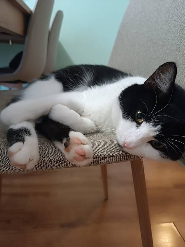 SUPER FOTKE vaših ljubimaca! Neki bi mogli biti viralni hit, ali svi su jednostavno neodoljivi