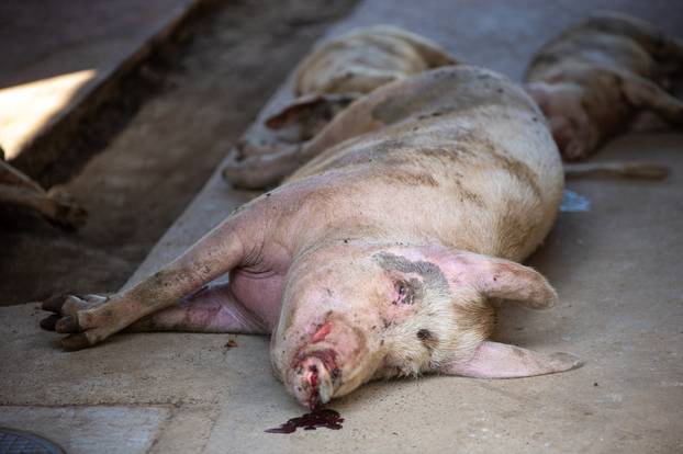 Komletinci: Odvoz ubijenih svinja